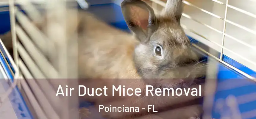 Air Duct Mice Removal Poinciana - FL