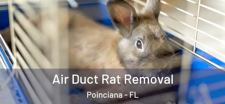 Air Duct Rat Removal Poinciana - FL